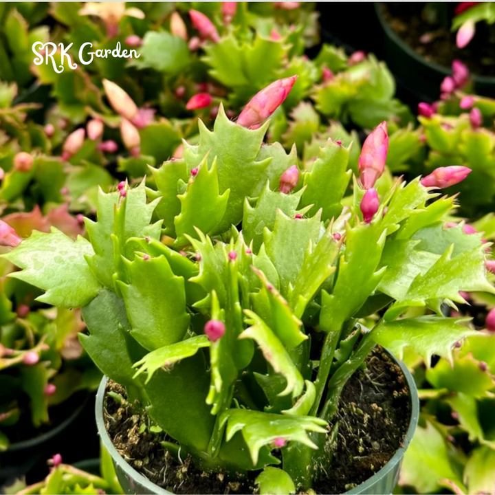 Christmas Cactus, Flowering House Plant in 2", 4", 6" pot