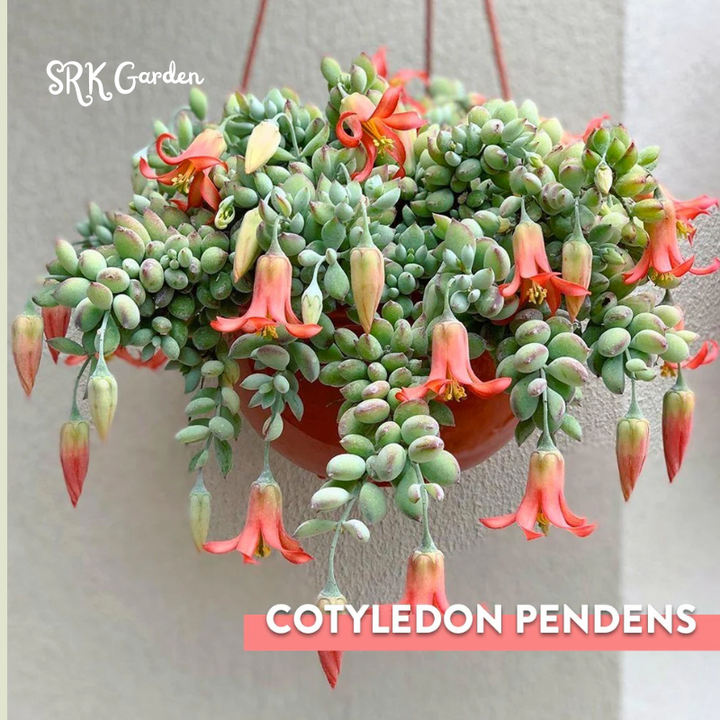 Cotyledon Pendens - live plant 2", 4" pot