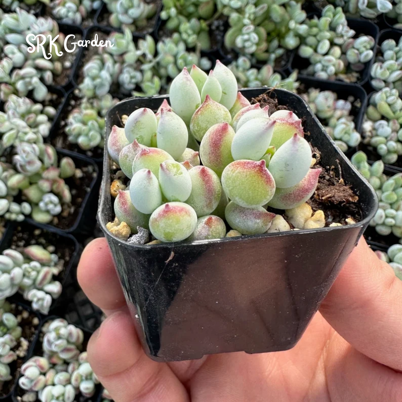 Cotyledon Pendens - live plant 2", 4" pot