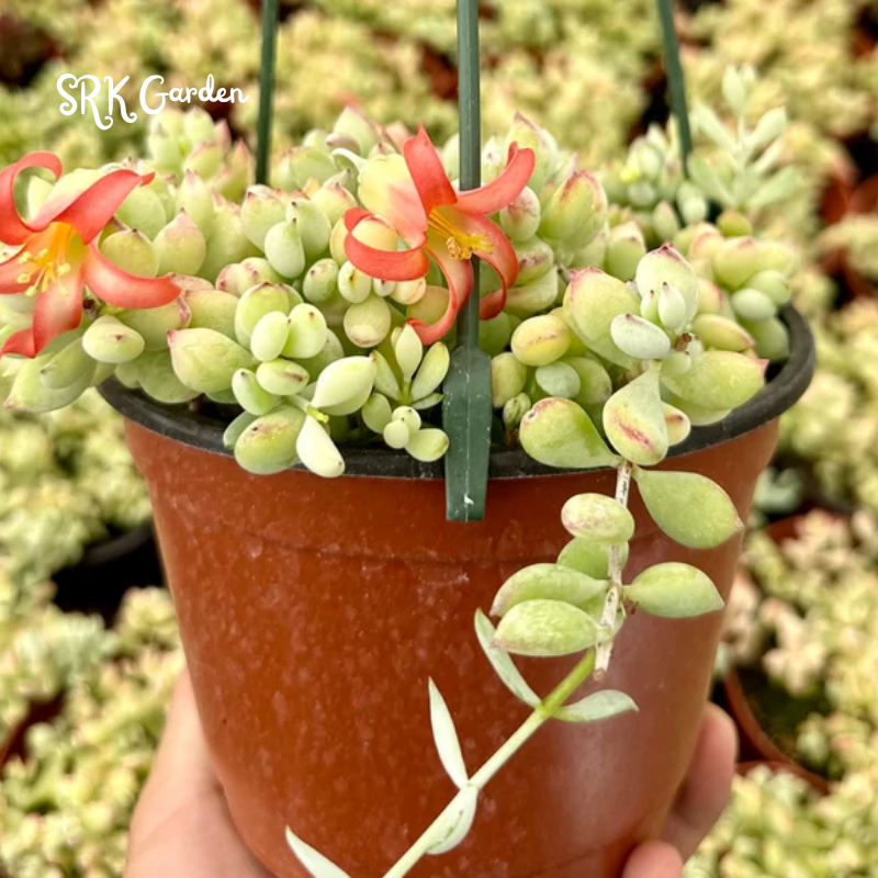Cotyledon Pendens - live plant 2", 4" pot