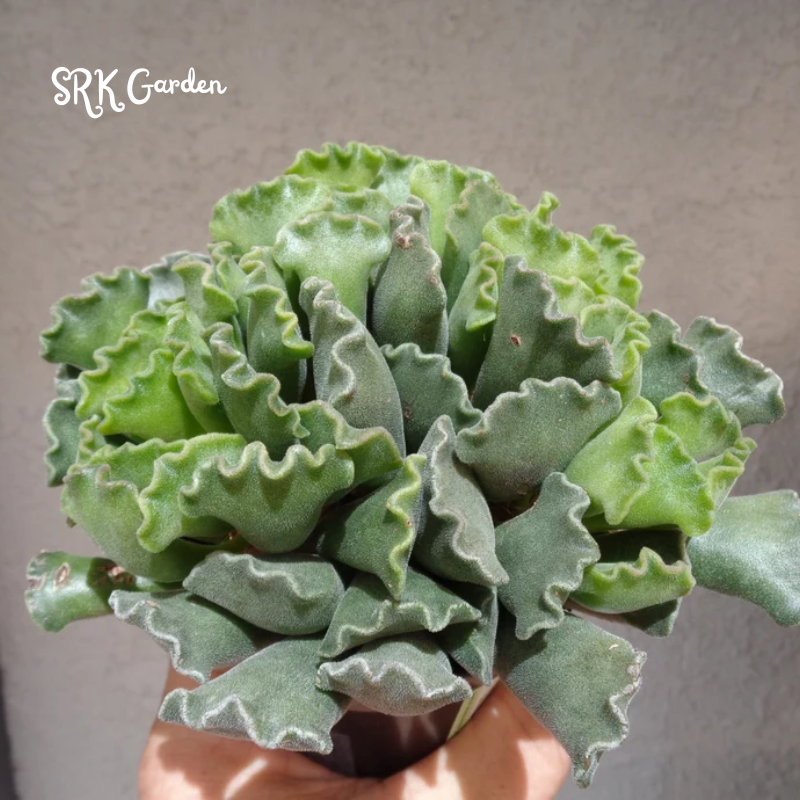 Adromischus Cristatus, Key Lime Pie, Crinkle Leaf Plant 2", 4" pot