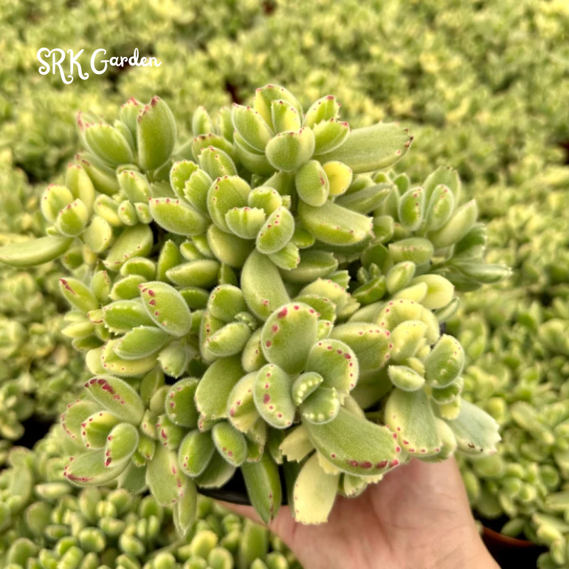 Cotyledon Tomentosa, Variegated Bear’s Paw
