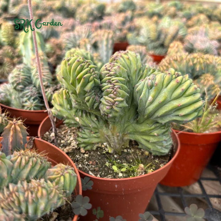 Blue Candle Crested Cactus | Myrtillocactus Geometrizans , Rare Cactus in 4'', 6'', 8'' pot