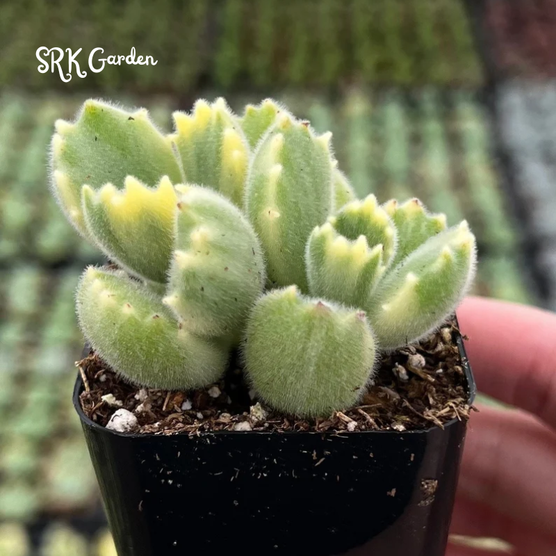 Cotyledon Tomentosa, Variegated Bear’s Paw