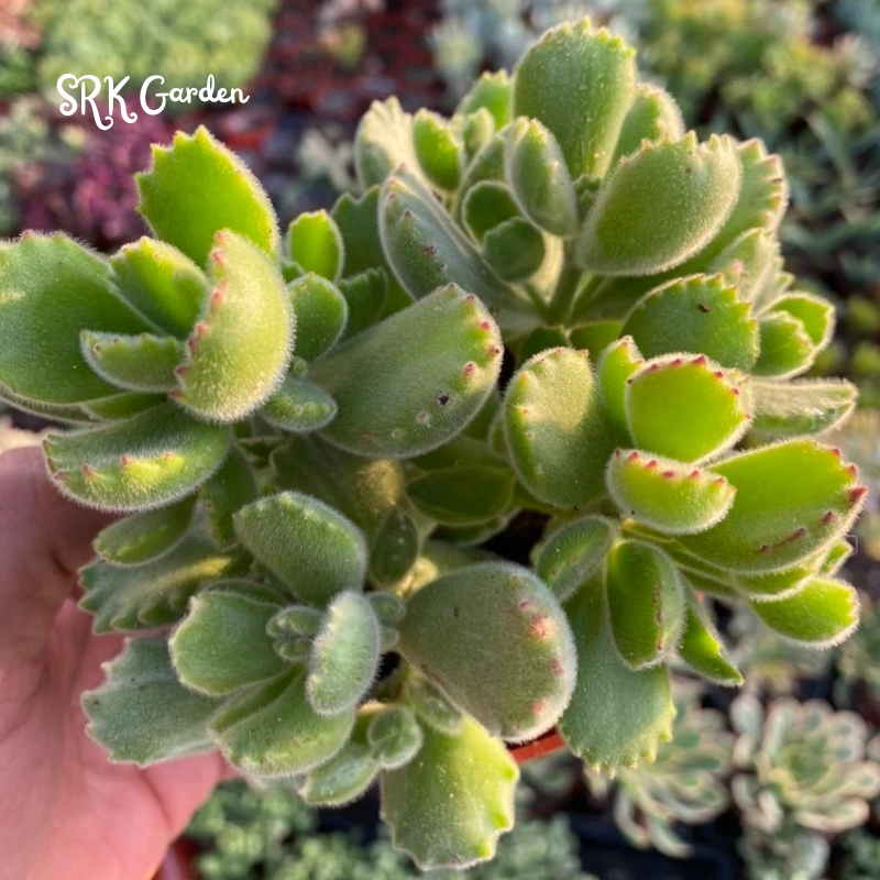 Cotyledon Tomentosa, Variegated Bear’s Paw