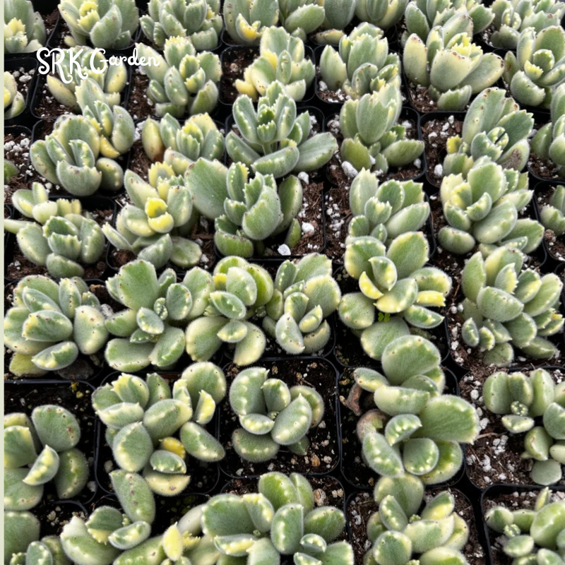 Cotyledon Tomentosa, Variegated Bear’s Paw