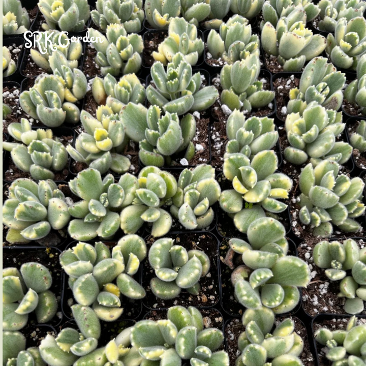 Cotyledon Tomentosa, Variegated Bear’s Paw