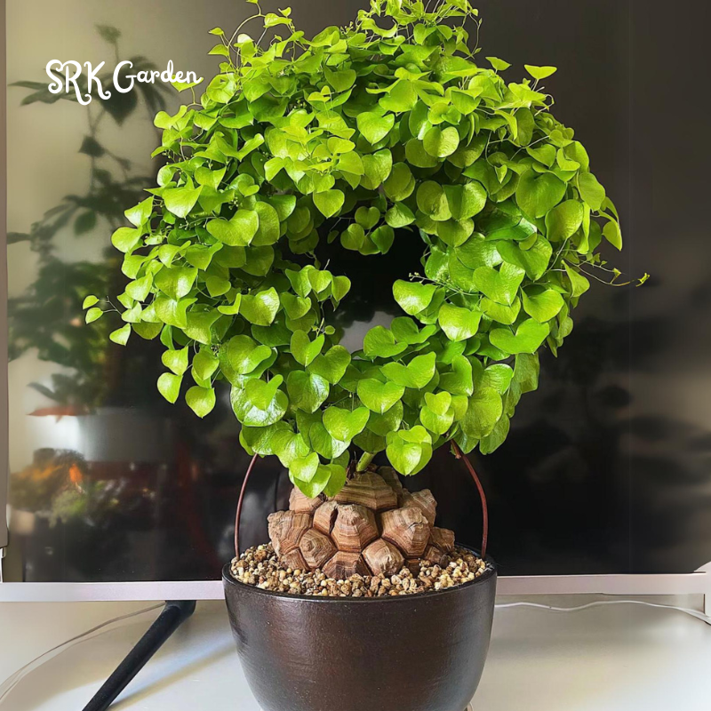 Dioscorea Elephantipes, Elephant's Foot - Caudex size 1.5"