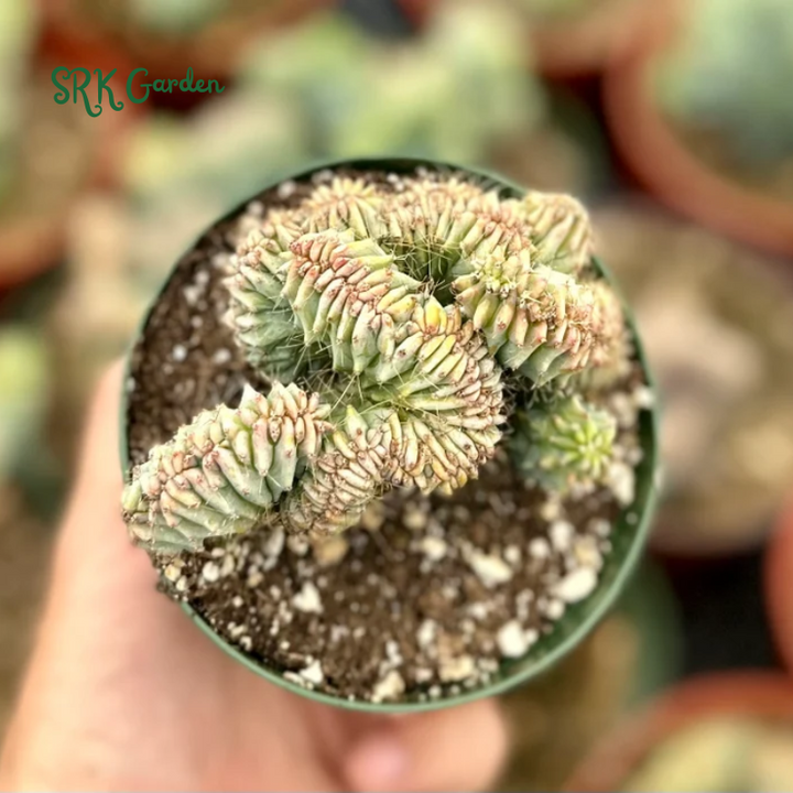 Blue Candle Crested Cactus | Myrtillocactus Geometrizans , Rare Cactus in 4'', 6'', 8'' pot