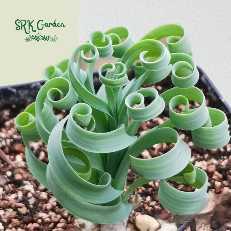 Albuca Concordiana Bulb size 0.7-1.2 inch