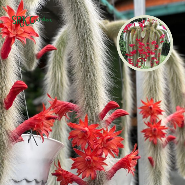 Monkey Tail Cactus, Rare Cactus | Ship in Bare Roots, 6" to 8'' long