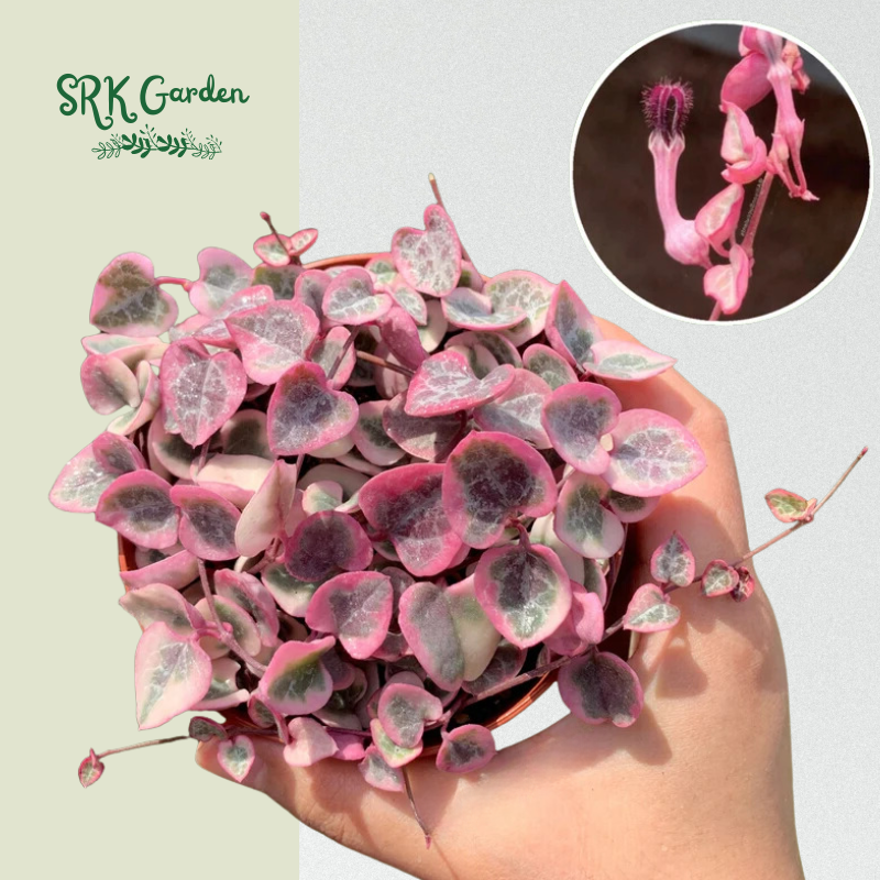 Variegated String of Hearts - live plants