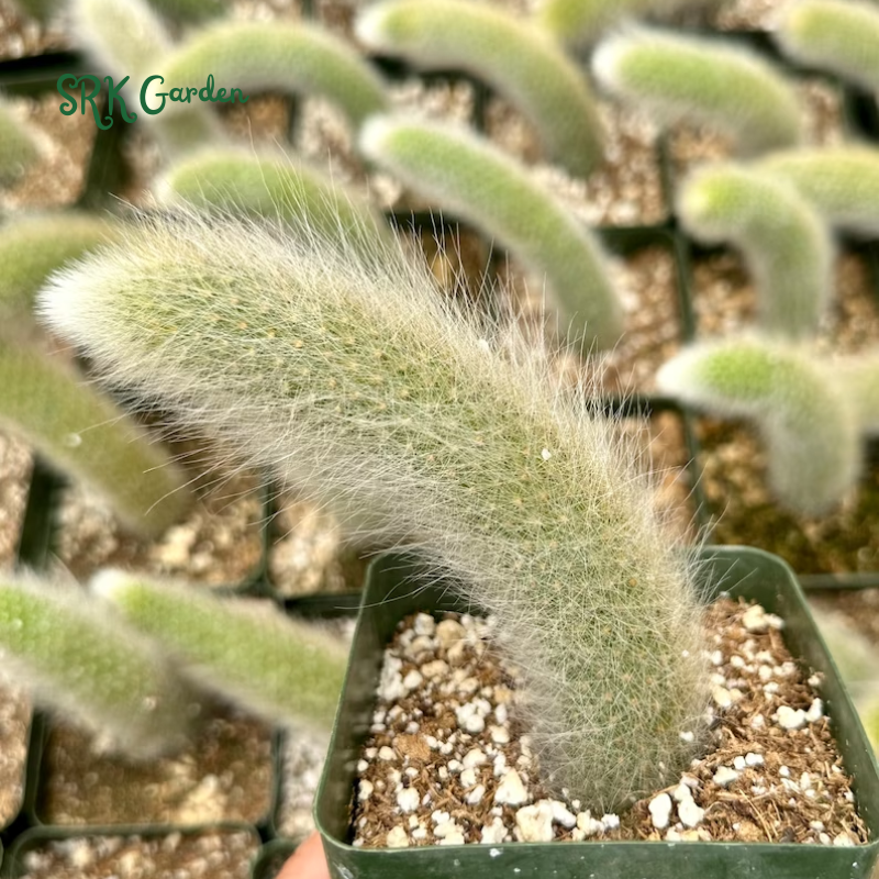 Monkey Tail Cactus, Rare Cactus | Ship in Bare Roots, 6" to 8'' long