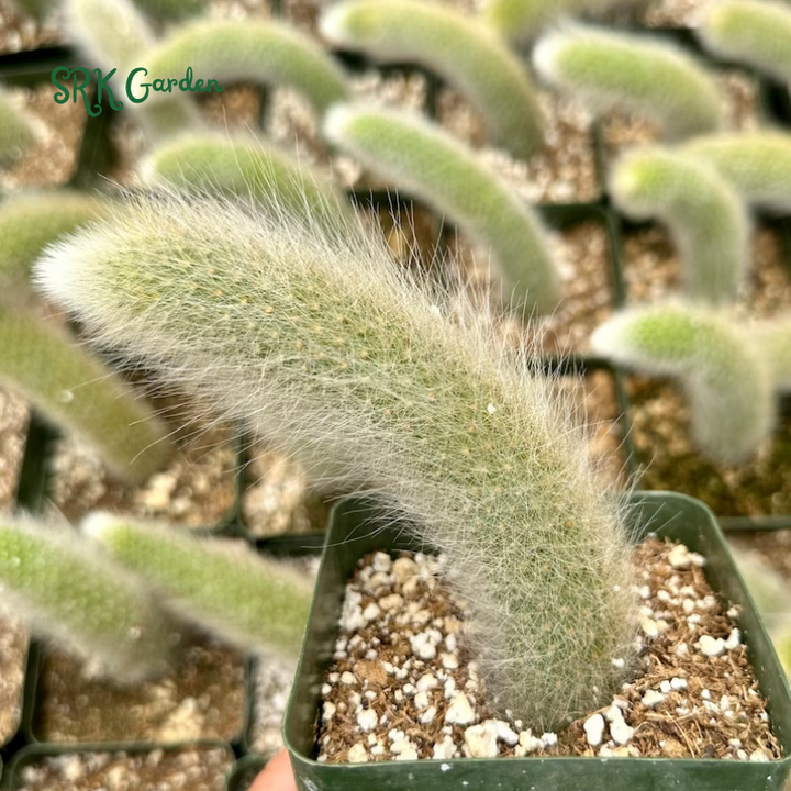 Monkey Tail Cactus, Rare Cactus | Ship in Bare Roots, 6" to 8'' long