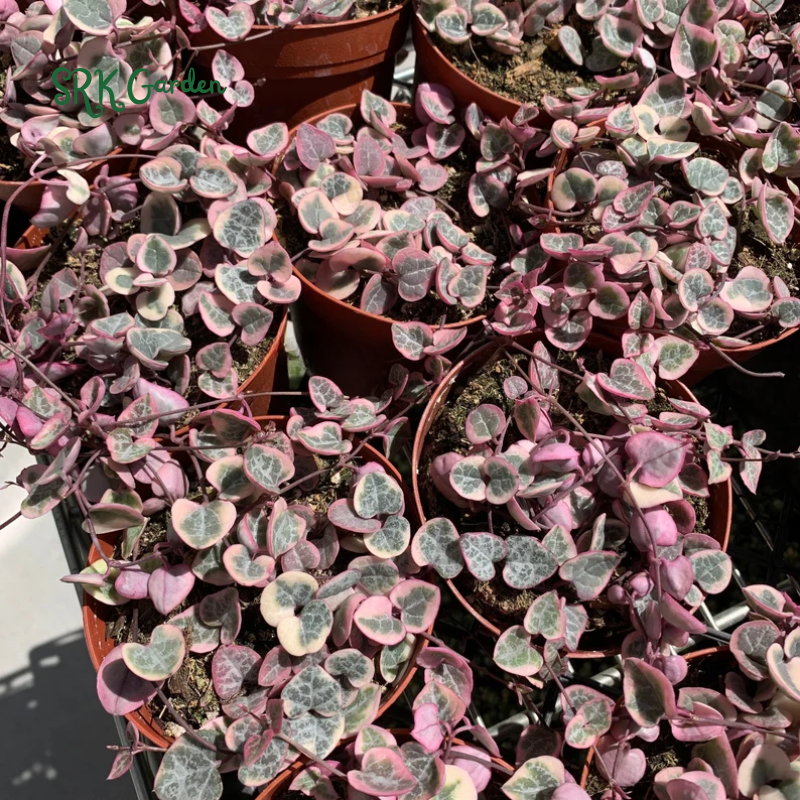 Variegated String of Hearts - live plants