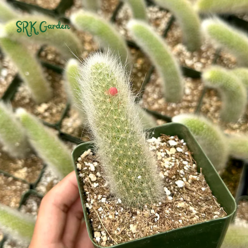 Monkey Tail Cactus, Rare Cactus | Ship in Bare Roots, 6" to 8'' long