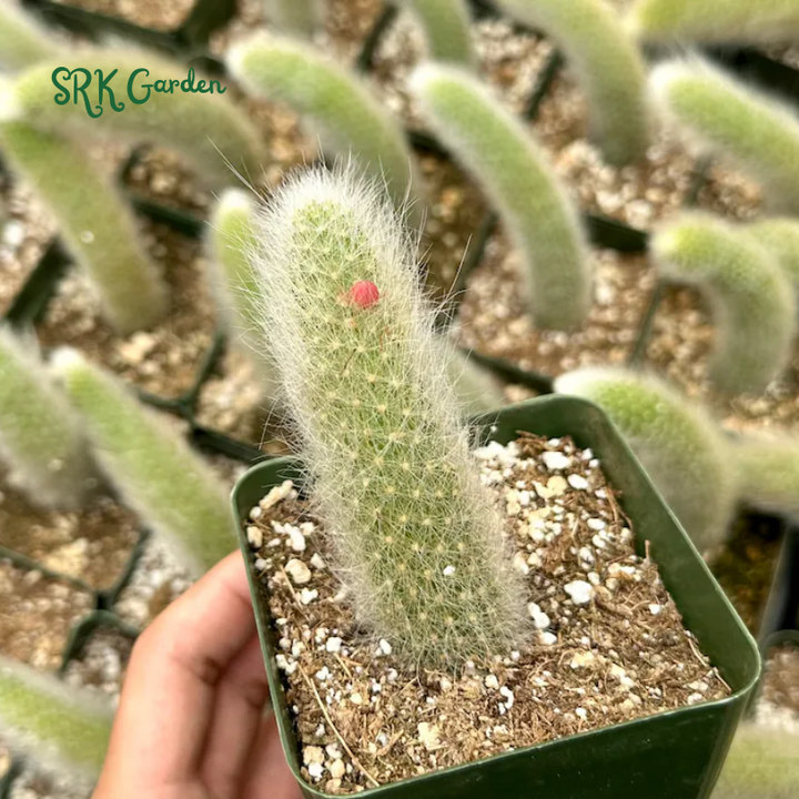 Monkey Tail Cactus, Rare Cactus | Ship in Bare Roots, 6" to 8'' long