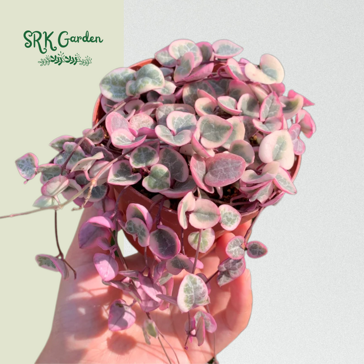 Variegated String of Hearts - live plants
