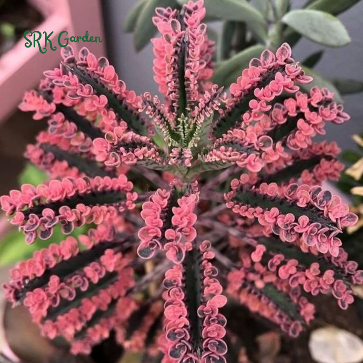 Kalanchoe Pink Butterfly | Rare Succulent in 2", 4" pot