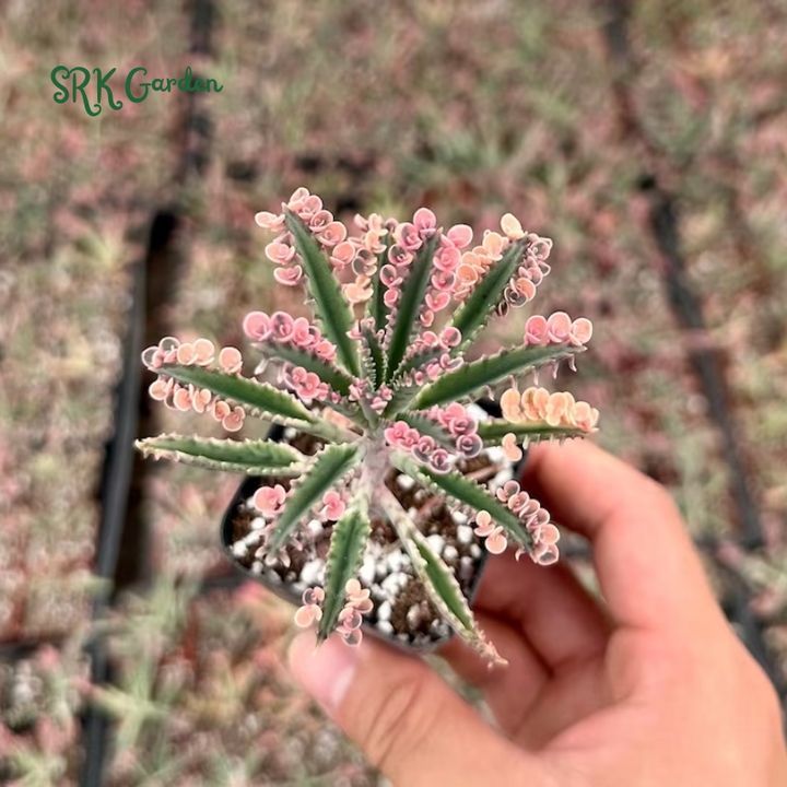 Kalanchoe Pink Butterfly | Rare Succulent in 2", 4" pot