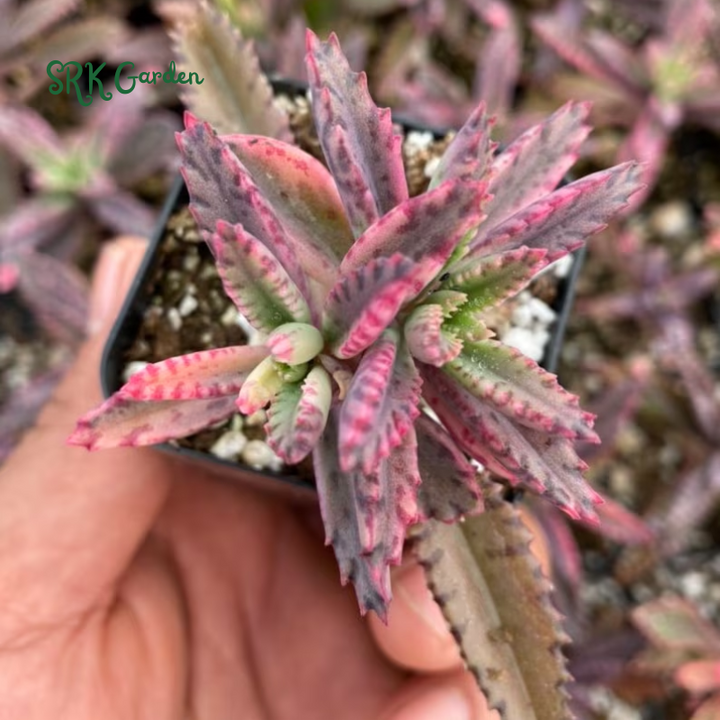 Kalanchoe Pink Butterfly | Rare Succulent in 2", 4" pot