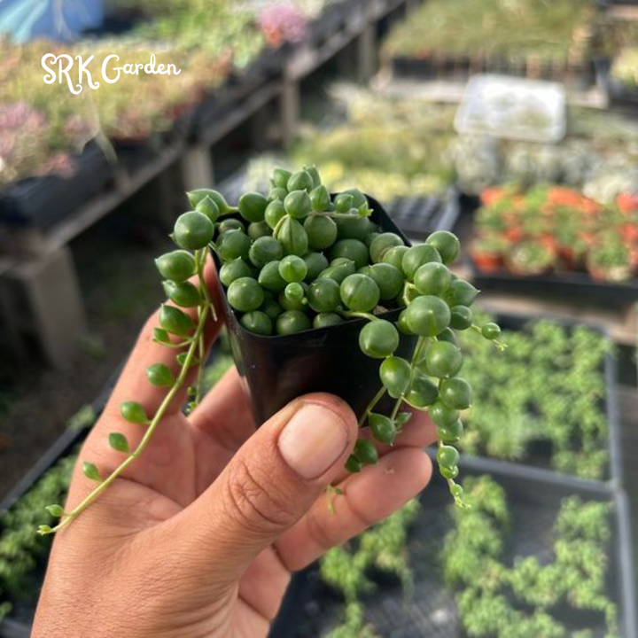 String of Pearls 4" pot, Trailing Succulents