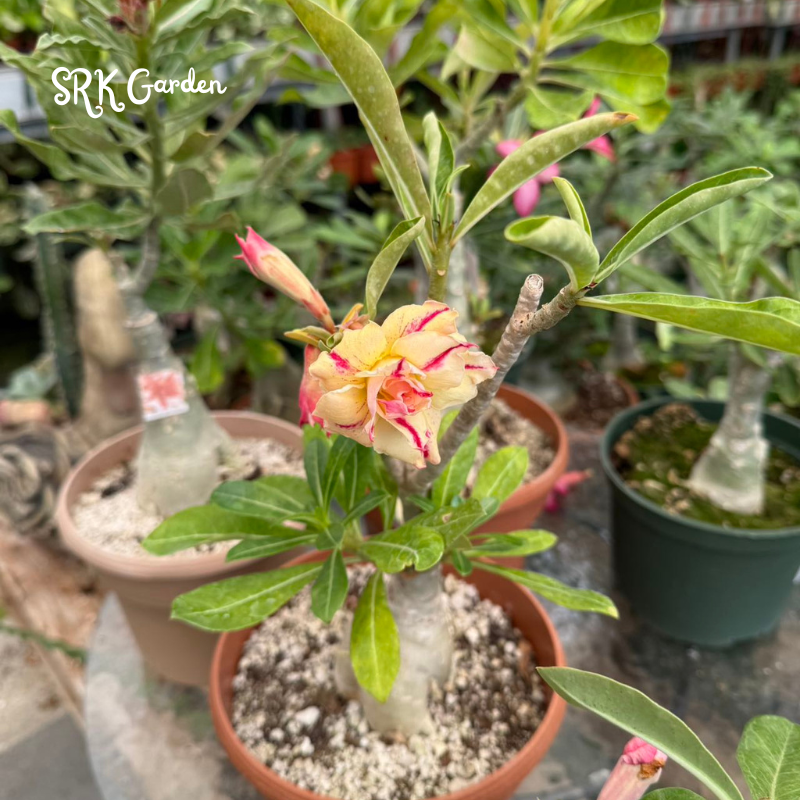 Adenium Obesum Desert Rose 3.5" pot 8-10" tall