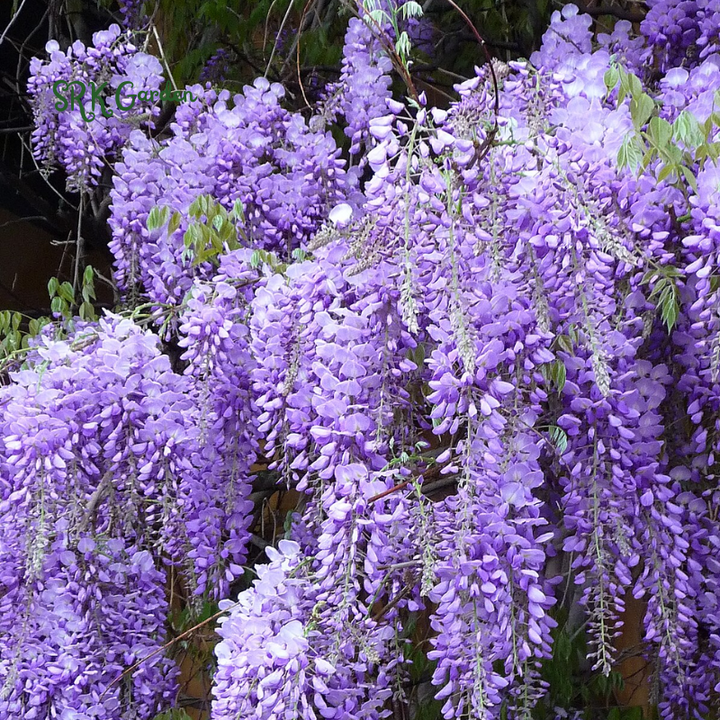 Wisteria Live Tree Seeds for Planting | Live Plants