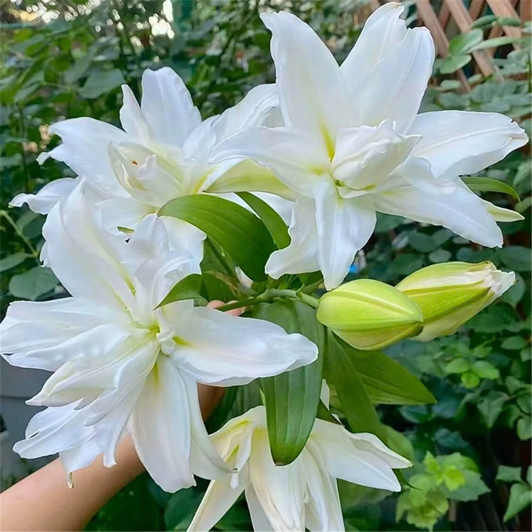 Mixed Roselily Isabella Bulbs (Pack of 2) - Double Lily - Random Color!