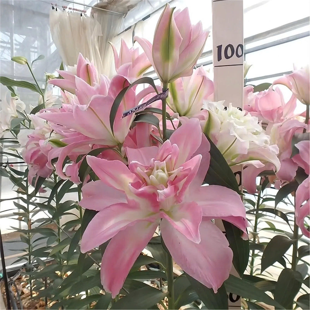 Mixed Roselily Isabella Bulbs (Pack of 2) - Double Lily - Random Color!