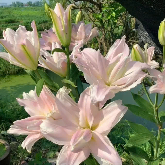 Mixed Roselily Isabella Bulbs (Pack of 2) - Double Lily
