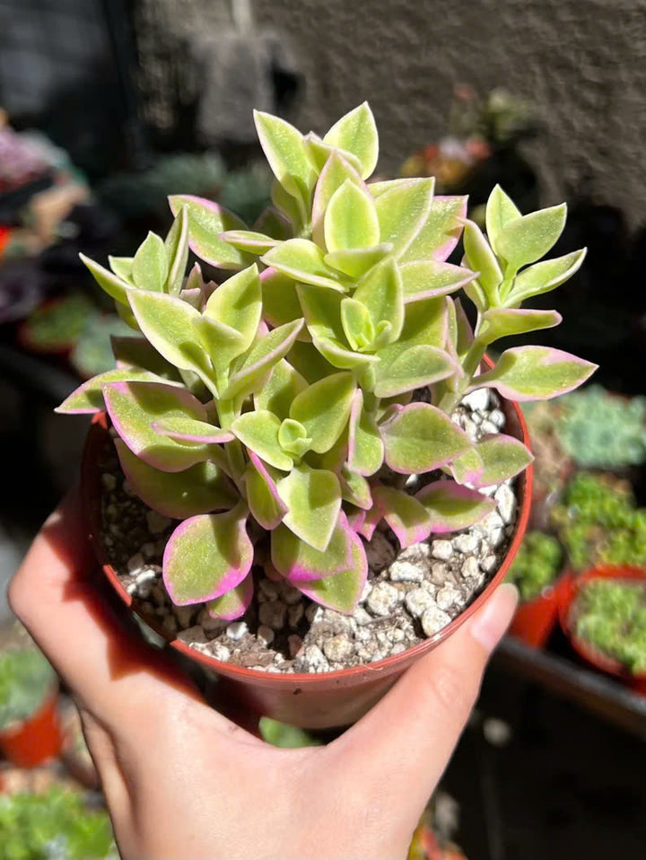 Variegated Baby Sun Rose, Ice Plant, Pink Succulent, Rare Plant in 2", 4" Pot