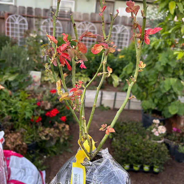 Climbing rose Live Plants